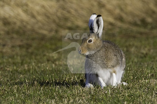 Sneeuwhaas, Mountain Hare, Lepus timidus stock-image by Agami/Jari Peltomäki,