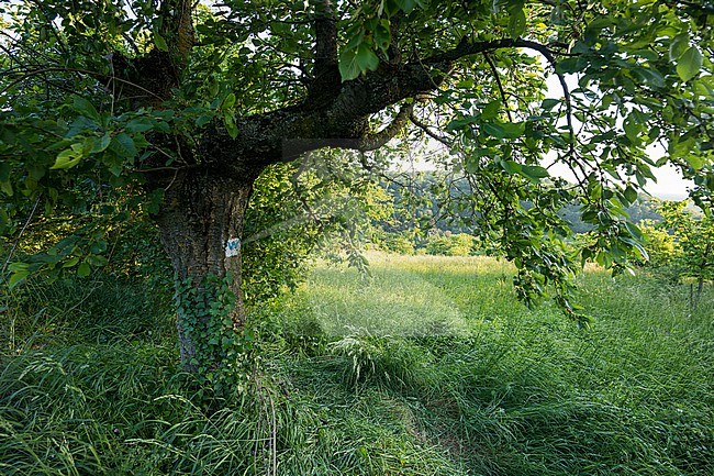 Saperda scalaris - Leiterbock, Germany (Baden-Württemberg), habitat tree stock-image by Agami/Ralph Martin,