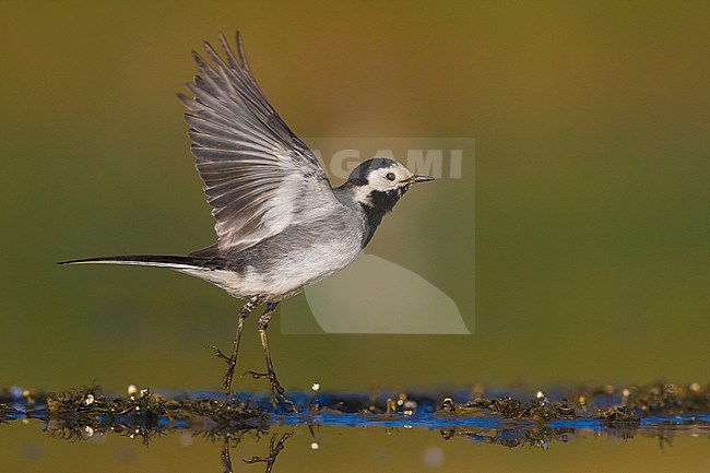 Witte Kwikstaart; White Wagtail; Motacilla alba stock-image by Agami/Daniele Occhiato,