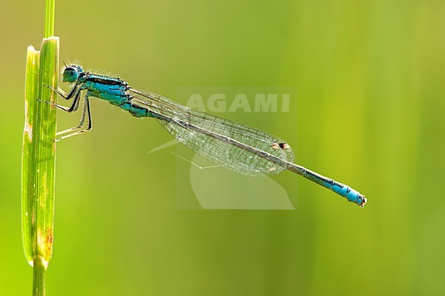 Mannetje Tengere grasjuffer, Male Ischnura pumilio stock-image by Agami/Wil Leurs,