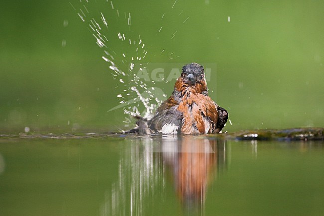 Mannetje Vink badderend bij drinkplaats; Male Common Chaffinch bathing at drinking site stock-image by Agami/Marc Guyt,
