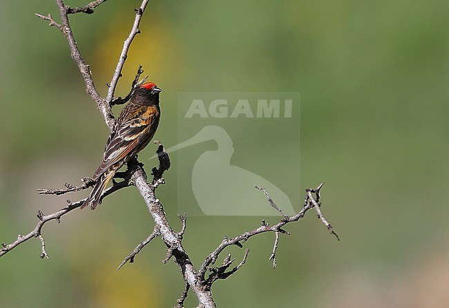Roodvoorhoofdkanarie; Red-fronted Serin (Serinus pusillus) stock-image by Agami/James Eaton,