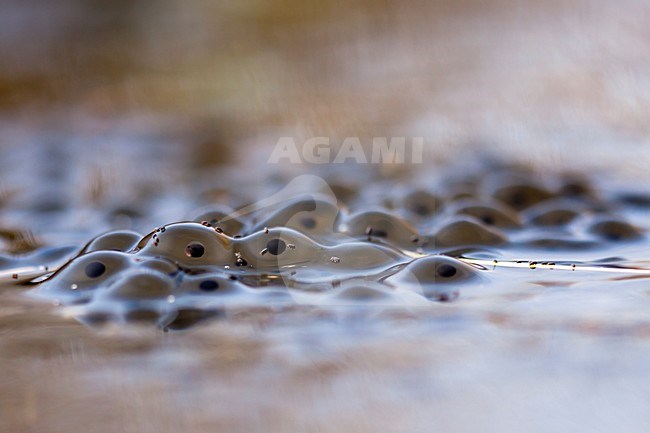 Heikikker; Moor Frog stock-image by Agami/Theo Douma,