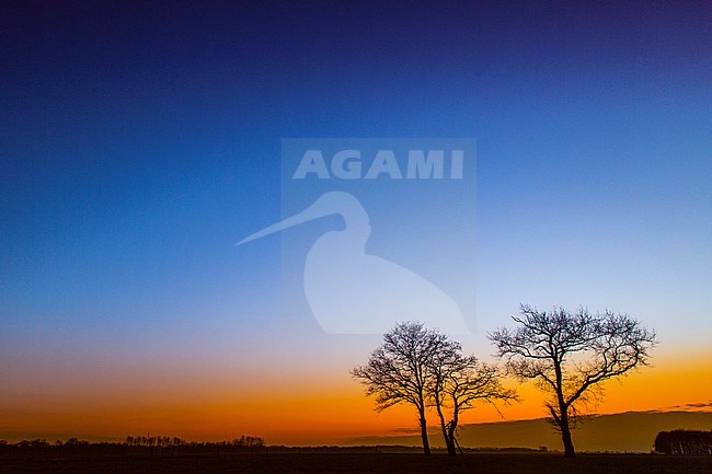 Sessile oak at sunset stock-image by Agami/Wil Leurs,