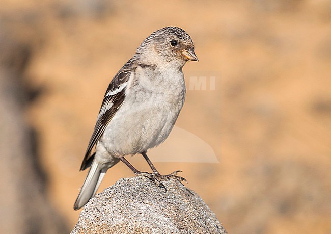 Snow Bunting - Schneeammer - Plectrophenax nivalis ssp. insulae, Iceland, adult female stock-image by Agami/Ralph Martin,