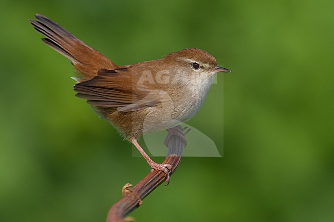 Cettis Zanger zittend op tak; Cettis Warbler perched on branch stock-image by Agami/Daniele Occhiato,