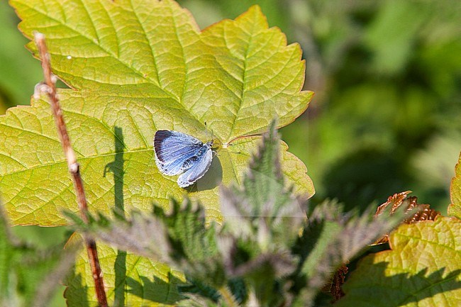 Holly Blue, Boomblauwtje, Celastrina argiolus stock-image by Agami/Steve Gantlett,