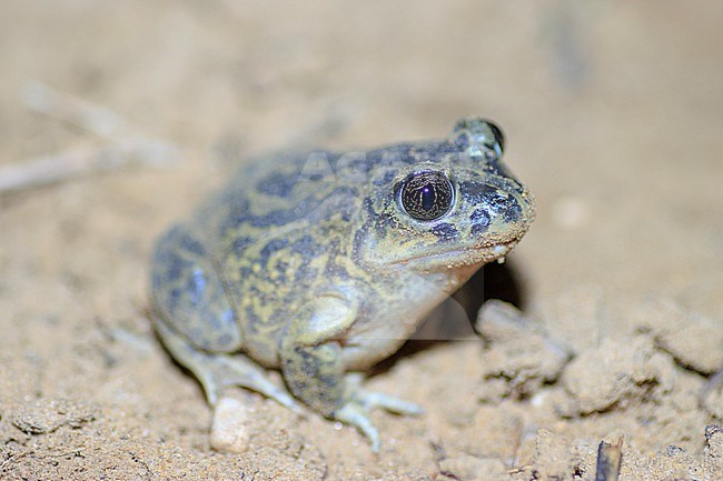 Western Spadefoot (Pelobates cultripes) taken the 03/04/2022 at Oppède - France. stock-image by Agami/Nicolas Bastide,