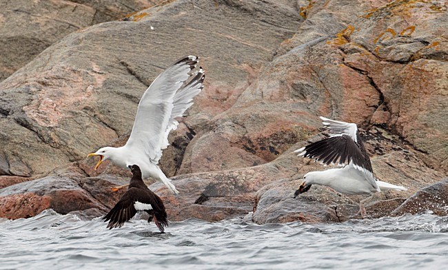 Jong van Grote Zee-eend gepakt door meeuw; Young of Velvet Scoter caught by gull stock-image by Agami/Markus Varesvuo,