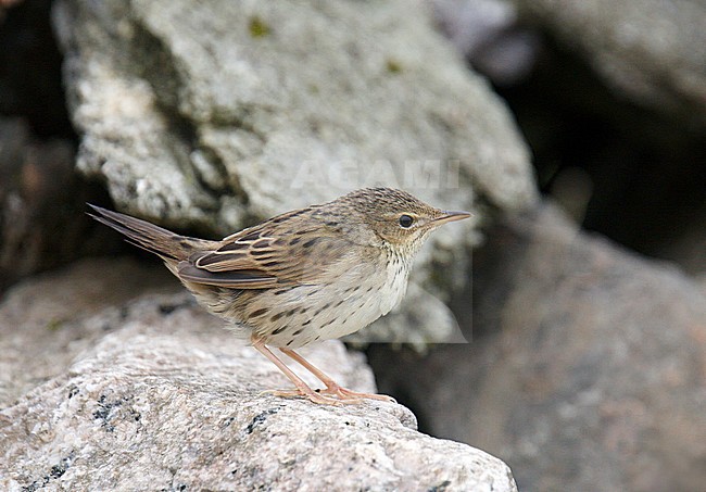 First-winter Lanceolated Warbler (Locustella lanceolata) during autumn migration on a Scottish Island in Great Britain. stock-image by Agami/Michael McKee,