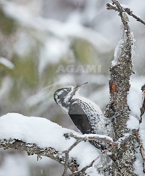 Three-toed Woodpecker male (Picoides tridactylus) perched at a tree in the snow, Kuusamo Finland December 2019 stock-image by Agami/Markus Varesvuo,