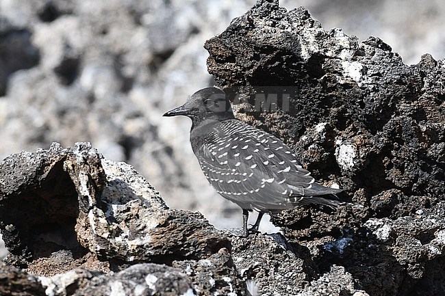 Immature Sooty Tern (Onychoprion fuscatus) perched on Ascension island. stock-image by Agami/Laurens Steijn,