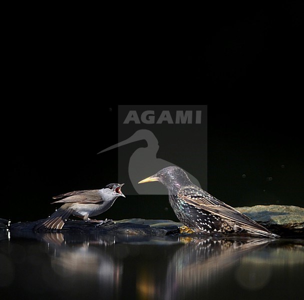 Zwartkop en Spreeuw vechtend; Blackcap and Common Starling fighting stock-image by Agami/Markus Varesvuo / Wild Wonders,
