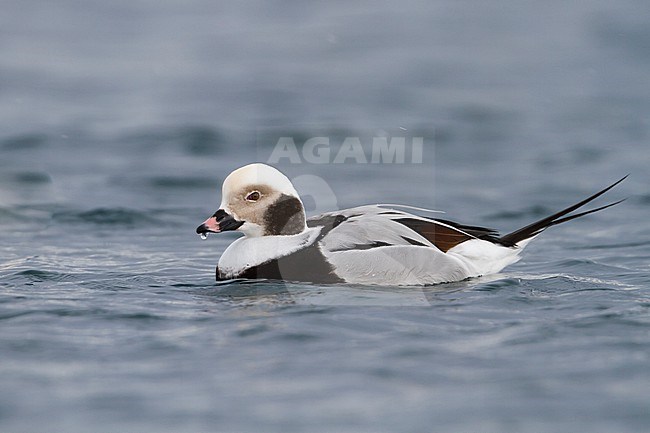 Long-tailed Duck - Eisente - Clangula hyemalis, Norway, adult male, winter stock-image by Agami/Ralph Martin,