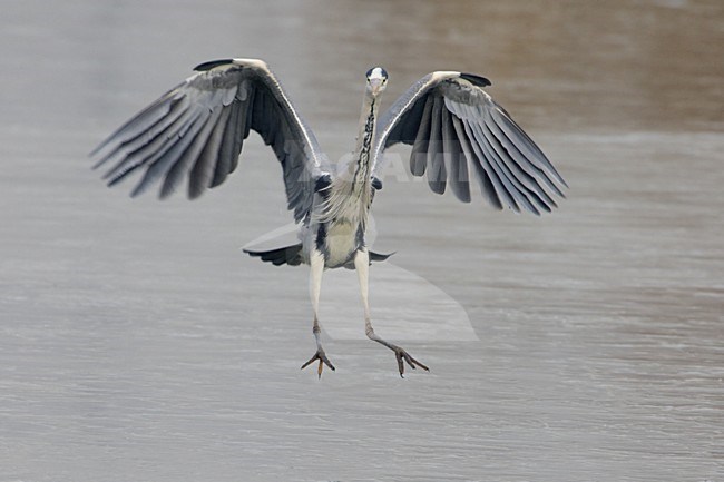 Blauwe Reiger staand op het ijs; Grey Heron standing on ice stock-image by Agami/Daniele Occhiato,