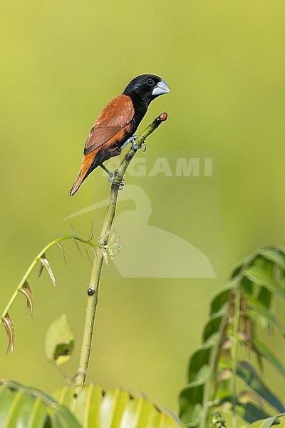 Great-billed Mannikin (Lonchura grandis) perched on a branch in Papua New Guinea. stock-image by Agami/Glenn Bartley,