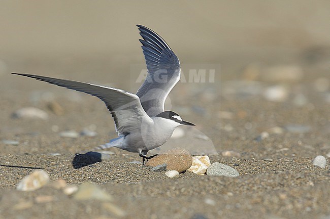 Adult breeding
Seward Peninsula, AK
June 2018 stock-image by Agami/Brian E Small,