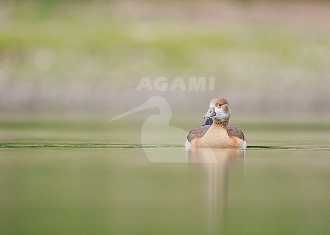 Swimming goosling Egyptian Goose (Alopochen aegyptiaca) in Germany. stock-image by Agami/Ralph Martin,