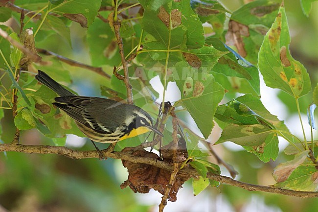 Geelkeelzanger op tak; Yellow-throated Warbler on a branch stock-image by Agami/Martijn Verdoes,