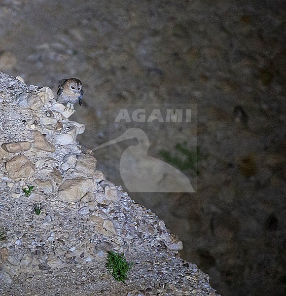 Desert Tawny Owl (Strix hadorami), formerly known as Hume's owl, in Israel. Near the Dead Sea. stock-image by Agami/Marc Guyt,