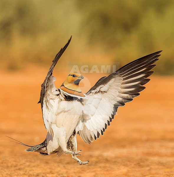 Adult Pin-tailed Sandgrouse (Pterocles alchata) on the steppes of Belchite, Spain. Male landing on the ground. stock-image by Agami/Marc Guyt,