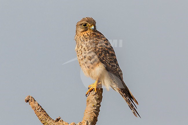 Neglected Kestrel, Sao Nicolau, Cape Verde (Falco tinnunculus neglectus) stock-image by Agami/Saverio Gatto,