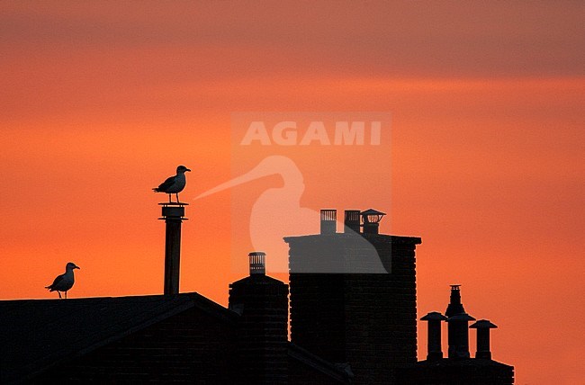 Two European Herring Gulls (Larus argentatus) in Katwijk in the Netherlands. Standing on a roof with a stunning colored sky as background. stock-image by Agami/Marc Guyt,
