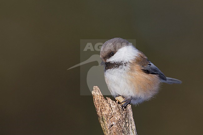 Siberian Tit - Lapplandmeise - Poecile cinctus lapponicus, Finland stock-image by Agami/Ralph Martin,