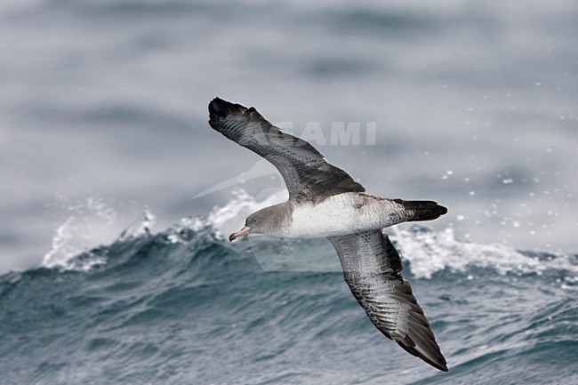Chileense Grote Pijlstormvogel in de vlucht; Pink-footed Shearwater in flight stock-image by Agami/Martijn Verdoes,