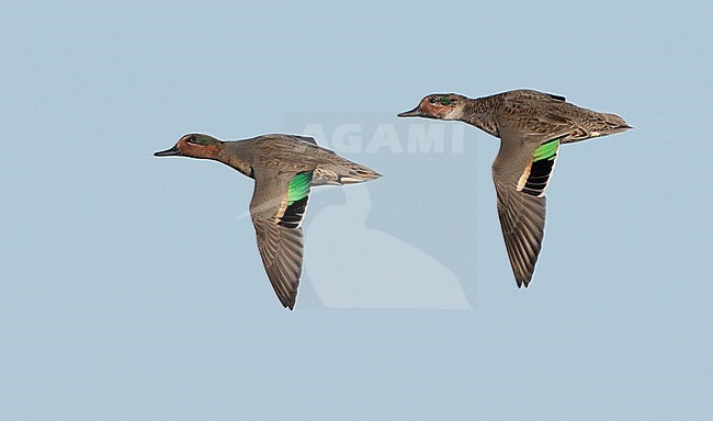 Amerikaanse Wintertaling in vlucht, Green-winged Teal in flight stock-image by Agami/Mike Danzenbaker,