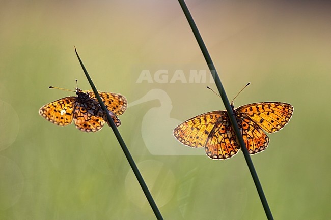 Zilveren Maan in de vegetatie, Small Pearl-bordered Frittillary in the vegetation stock-image by Agami/Theo Douma,