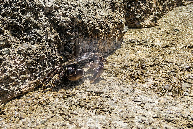 Marbled Rock Crab sitting on crevices on rocky plateform in Cala Vadella, Ibiza. July 17, 2018. stock-image by Agami/Vincent Legrand,