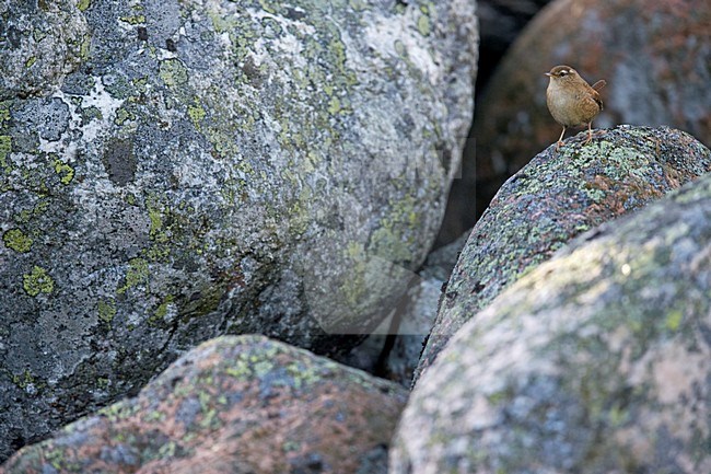 Winterkoning zittend tussen rotsen, Winter Wren perched between rocks stock-image by Agami/Markus Varesvuo,