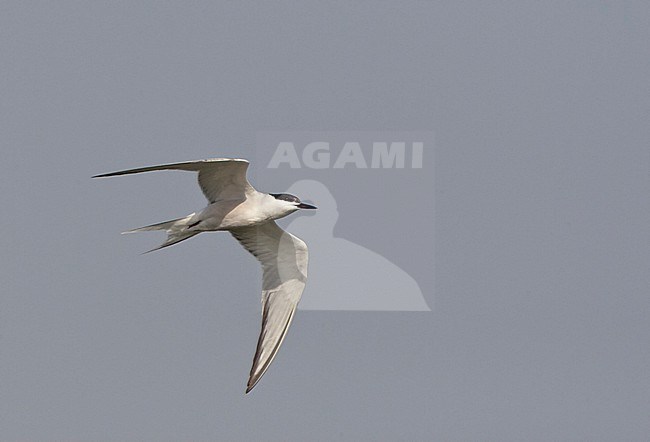 Adult Siberian Common Tern (Sterna hirundo longipennis) during spring migration on Happy Island, China. stock-image by Agami/Marc Guyt,