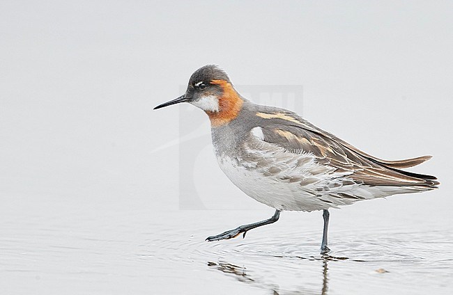 Red-necked Phalarope female (Phalaropus lobatus) Iceland June 2019 stock-image by Agami/Markus Varesvuo,