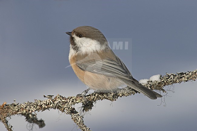 Siberian Tit perched on branch; Bruinkopmees zittend tak stock-image by Agami/Jari Peltomäki,