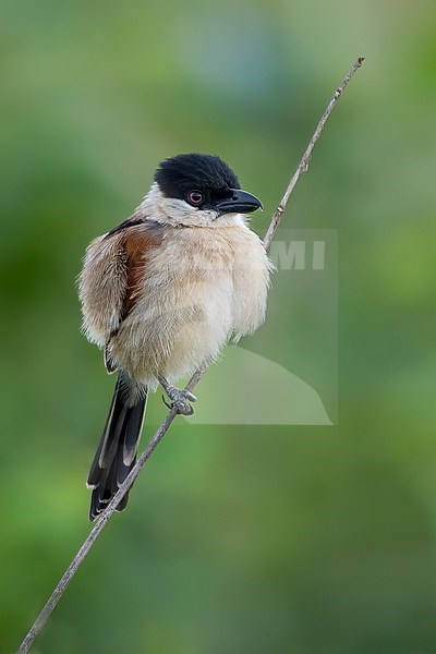 Marsh Tchagra (Bocagia minuta) perched on a branch in a rainforest in Ghana. stock-image by Agami/Dubi Shapiro,