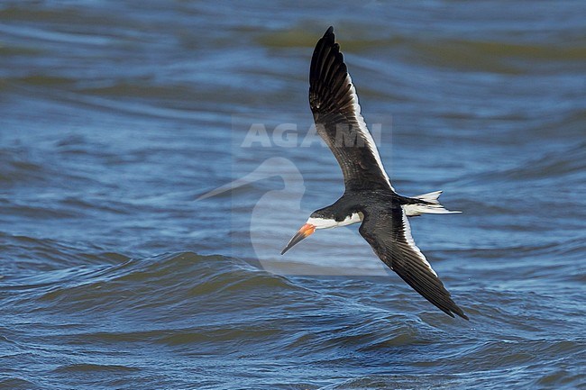 Adult Black Skimmer (Rynchops niger) in flight along the coast at Galveston Co., Texas, USA. stock-image by Agami/Brian E Small,