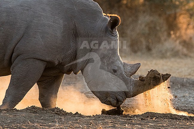 A white rhinoceros, Ceratotherium simum, digging with its horn. Kalahari, Botswana stock-image by Agami/Sergio Pitamitz,