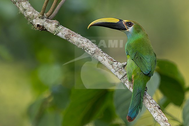 Wagler's Toucanet (Aulacorhynchus wagleri) in Mexico. Perched on a branch. stock-image by Agami/Dubi Shapiro,