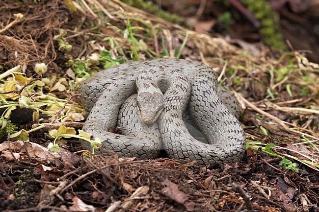 Gladde slang; Smooth Snake stock-image by Agami/Rob Olivier,