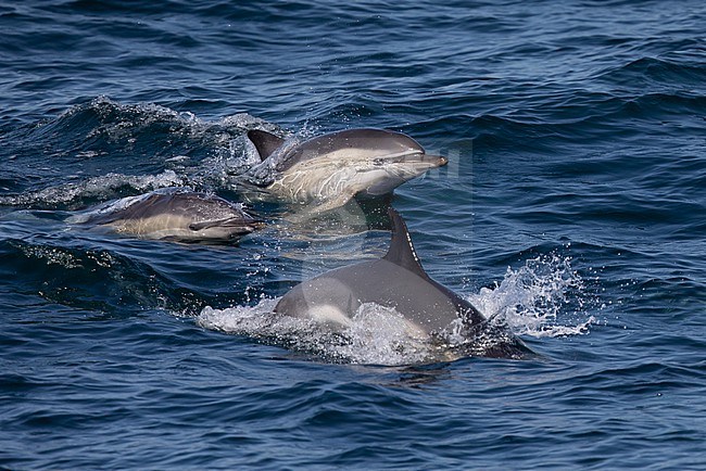 Moving Common dolphins (Delphinus delphis), with the sea as background. stock-image by Agami/Sylvain Reyt,