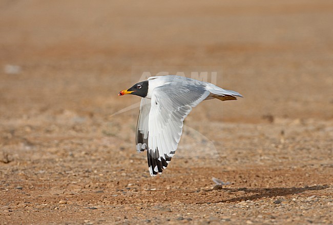 Reuzenzwartkopmeeuw, Great Black-headed Gull, Larus Ichthyaetus stock-image by Agami/Jari Peltomäki,