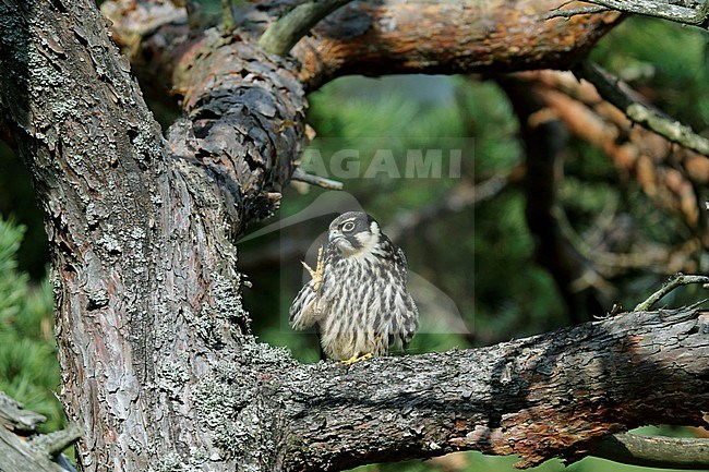 Eurasian Hobby(Falco subbuteo) juvenile stock-image by Agami/Dick Forsman,