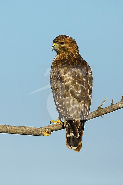Immature Red-shouldered Hawk (Buteo lineatus) sitting on a branch in Riverside County, California, USA. stock-image by Agami/Brian E Small,