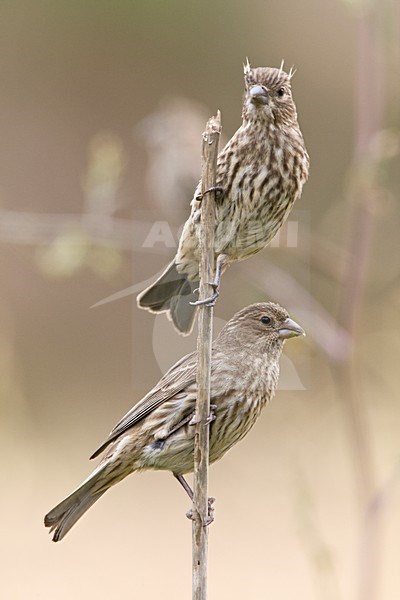Mexicaanse Roodmus twee juvenielen zittend Californie USA, House Finch two juveniles perched California USA stock-image by Agami/Wil Leurs,