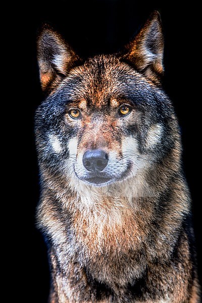 Wolf, Grey Wolf, Canis lupus stock-image by Agami/Wil Leurs,