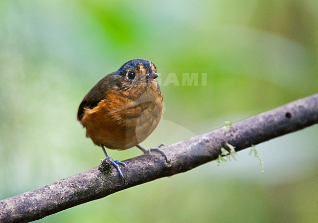 Grijskapdwergmierpitta, Slate-crowned Antpitta stock-image by Agami/Marc Guyt,