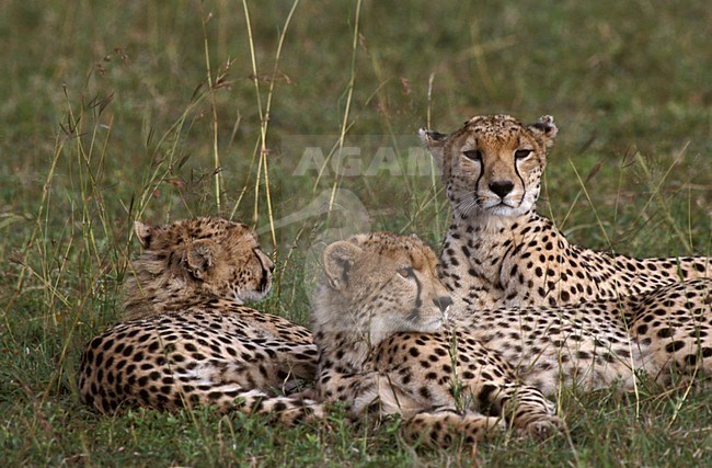 Cheetah adult female laying with two young animals; Jachtluipaard volwassen vrouw liggend  met twee jongen stock-image by Agami/Marc Guyt,