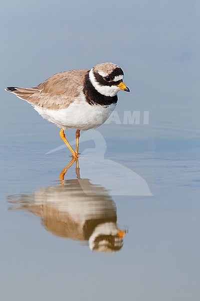 Common Ringed Plover (Charadrius hiaticula) on Texel, Netherlands. stock-image by Agami/Marc Guyt,